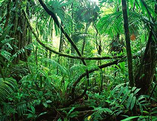 Эквадор: Живая природа Амазонии + Галапагосские острова