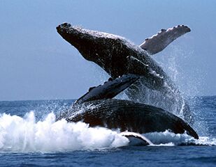 Лучшее в Эквадоре и наблюдение за горбатыми китами